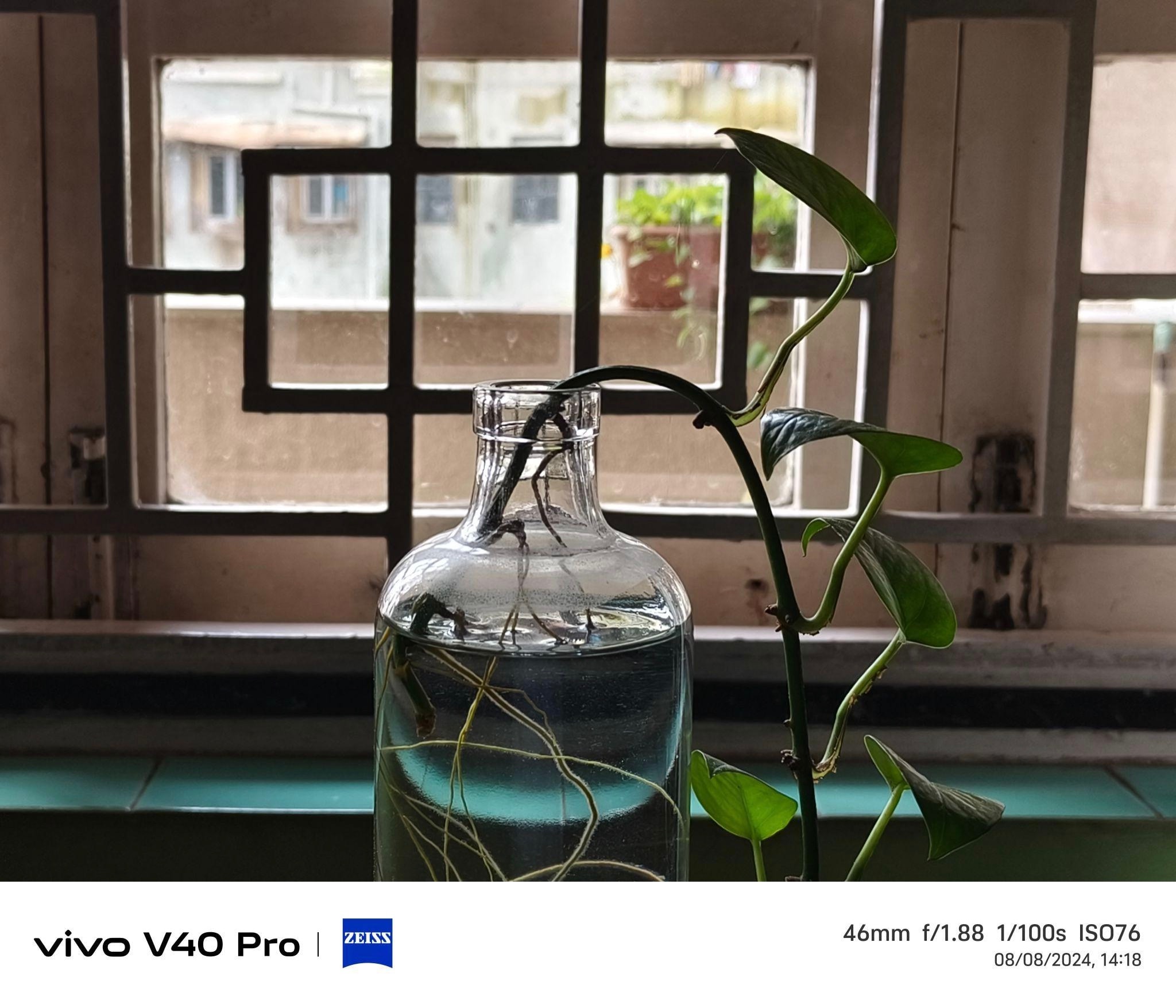 plant plant